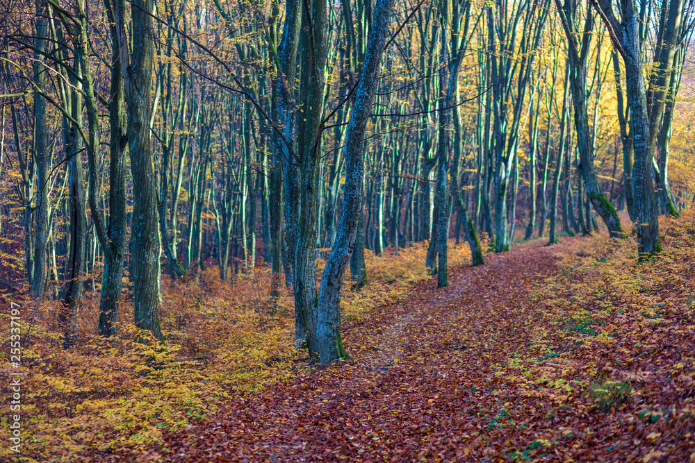 Fototapeta premium Autumn trail in the mountains at sunrise.