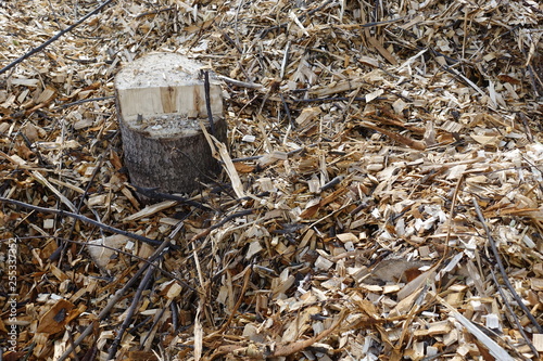 Wallpaper Mural Deforestation scene, whats left after the trees have been cut down. stumps and wood chips. The concept of the destruction of nature. Torontodigital.ca