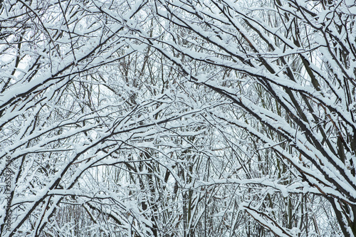 Winter, snow on the branches of a tree.