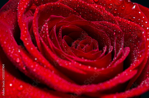 Fototapeta Naklejka Na Ścianę i Meble -  Red Rose Flower closeup