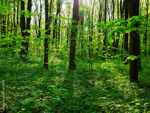 Sunlight in the green forest  spring time