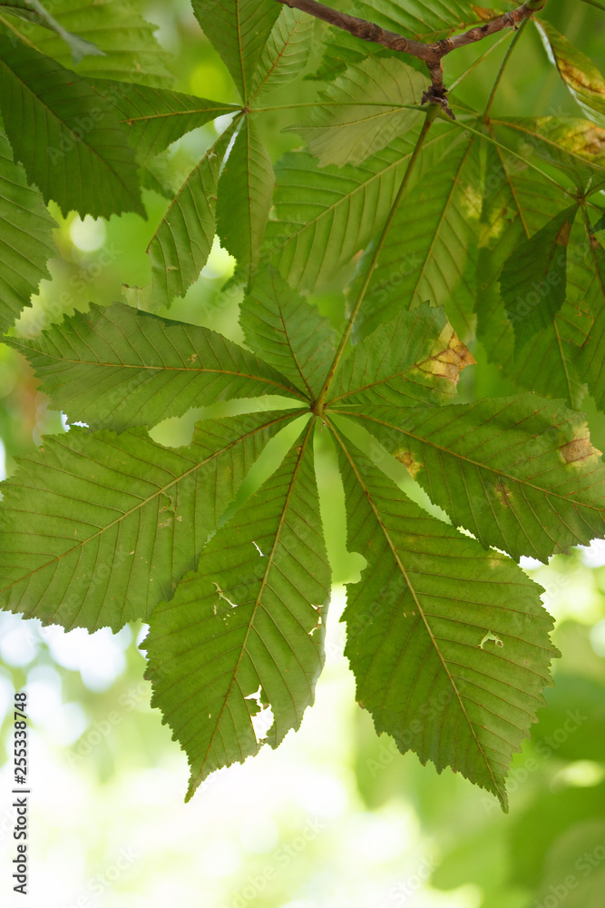 Closeup of chestnut leaves against the sky. Leaves damaged by gnawing insects, caterpillars. Springtime concept. Closeup of chestnut leaves against the sky. Leaves damaged by gnawing insects, caterpillars. Springtime concept.