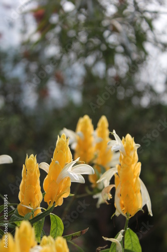 yellow spring flowers in the garden
