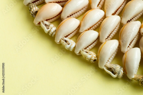 Beautiful summer cowrie shells on yellow background
