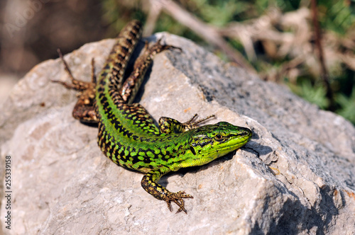 Ruineneidechse (Podarcis siculus) - Italian wall lizard photo