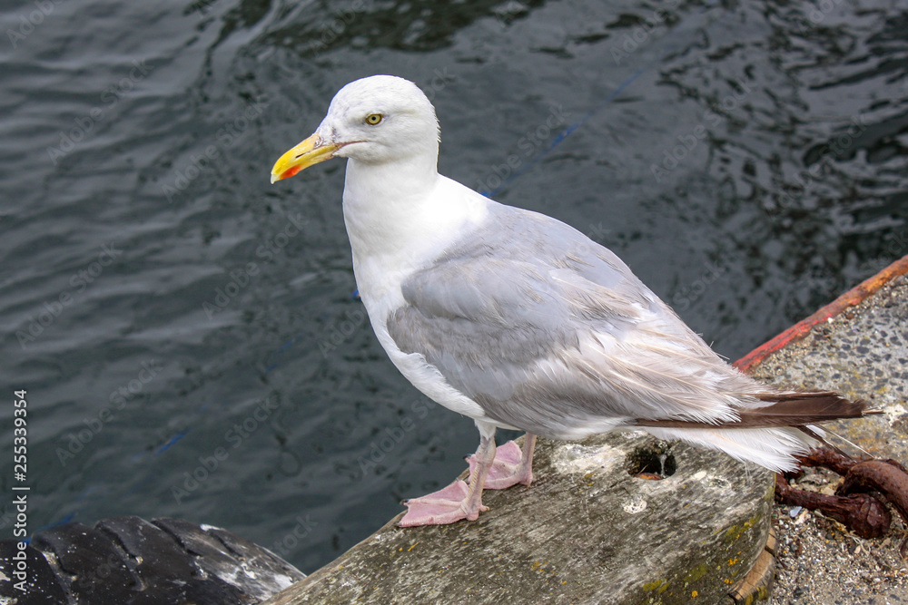 Fototapeta premium Goéland argenté - larus aregentatus - en bordure de quai