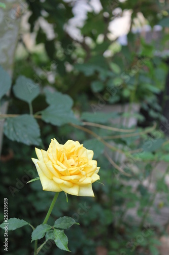 yellow rose in the garden