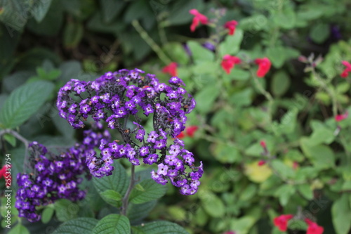 purple flowers in the garden