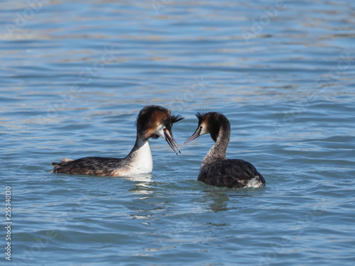 Great crested grebe (Podiceps cristatus), courtship, mating