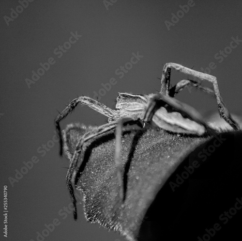 spider macro