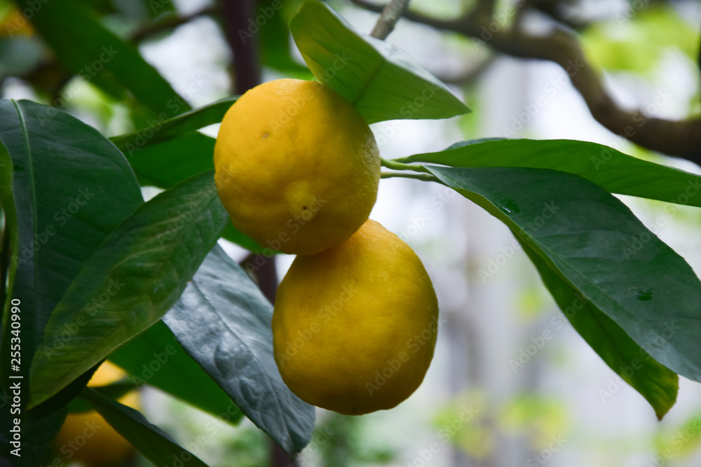 Lemons in the spring garden