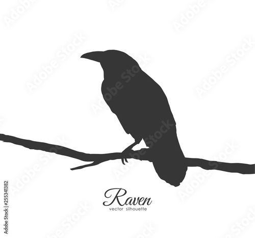 Raven sitting on branch on white background. Silhouette of bird.