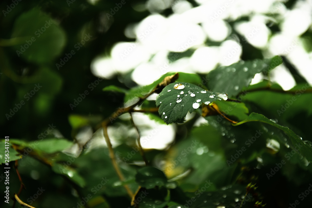 Raindrops on leaves