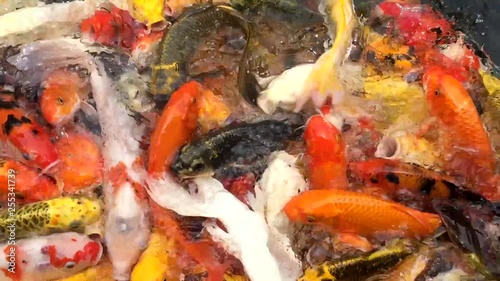Feeding a lot of colorful fancy carp fish, Koi carps swimming in the pond