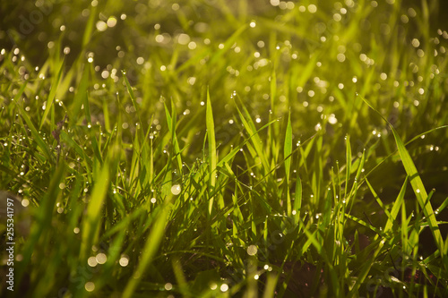 Morning dew on the grass 3