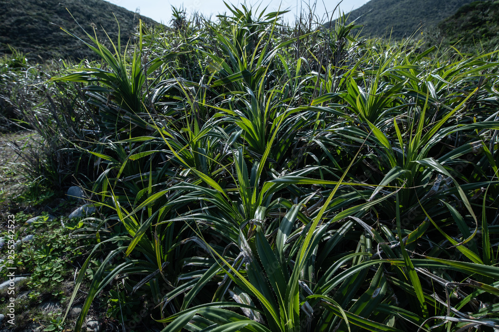 雑草 雑草