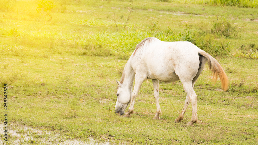 Obraz premium The white horse is grazing on the orange light area.