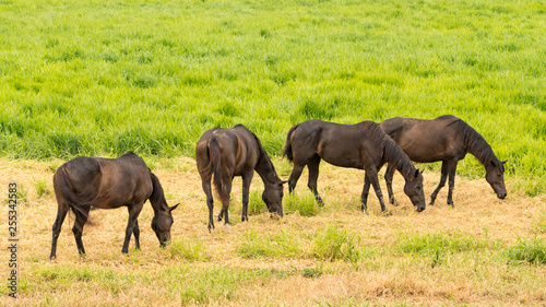 4 horses eating grass on the ground