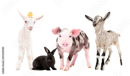 Cute farm animals standing isolated on white background