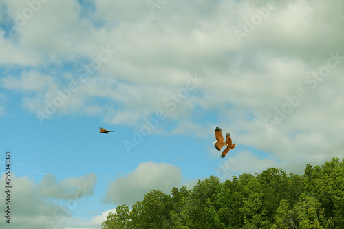 The eagles of langkawi.