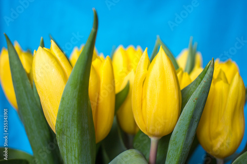 Yellow flowers -tulips