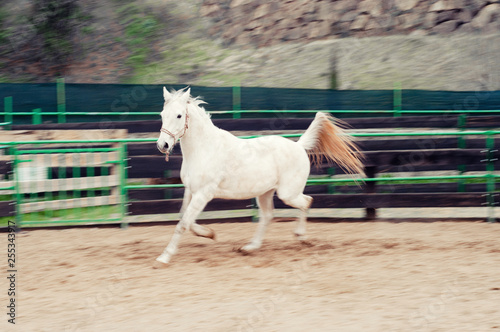 White Andalusian horse (Pura Raza Espanola) runs gallop on pasturage. Motion blur in the background. Blur of Run and Speed.