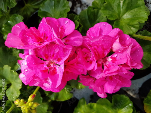 Pink geranium with water drops
