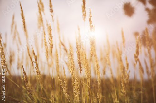 Dry spikelets of the high grass are growing in the autumn field. Herbs of wheat in the nature. Beautiful plants background.