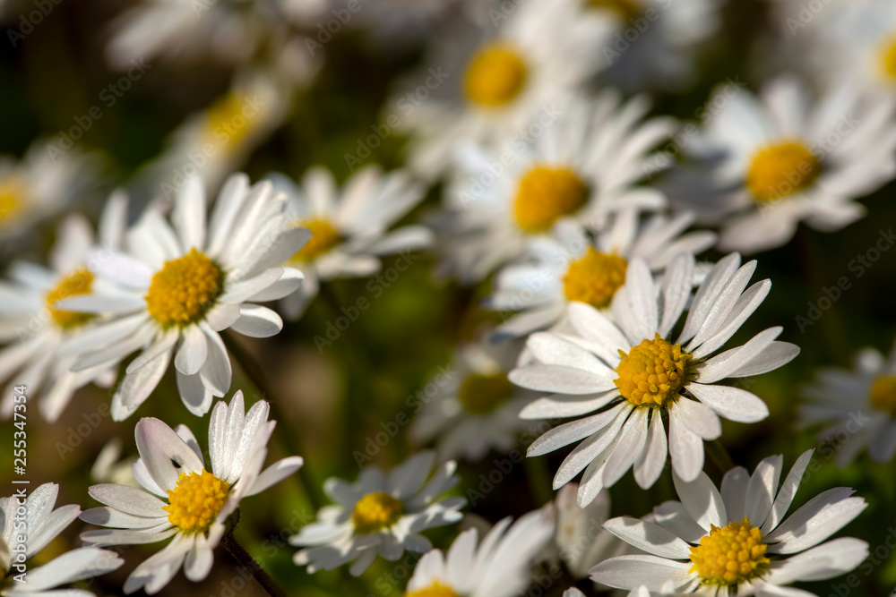 Close-up of common daisy (Bellis perennis) blooming in a meadow in spring, Izmir / Turkey