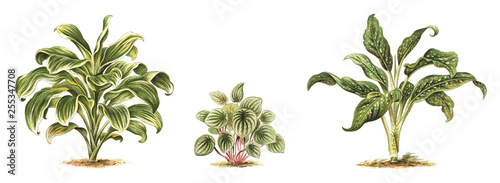 Plant - Dracaena regina (left) - Peperomia argyrea (midden) Dieffenbachia Seguine picta (right) / Vintage illustration from Meyers Konversations-Lexikon 1897 photo
