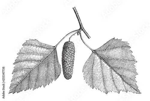 Betula pendula - Silver Birch - Vintage illustration from Meyers Konversations-Lexikon 1897