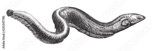 Electric eel (Electrophorus electricus) / vintage illustration from Meyers Konversations-Lexikon 1897