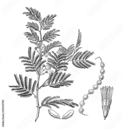 Gum arabic tree (Acacia arabica) / vintage illustration from Meyers Konversations-Lexikon 1897