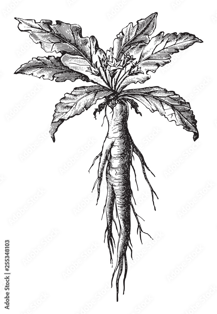 Antique Illustration Of Mandrake Plant Stock Illustration