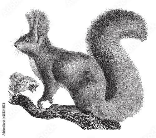 Red Squirrel (Sciurus vulgaris) / vintage illustration from Meyers Konversations-Lexikon 1897