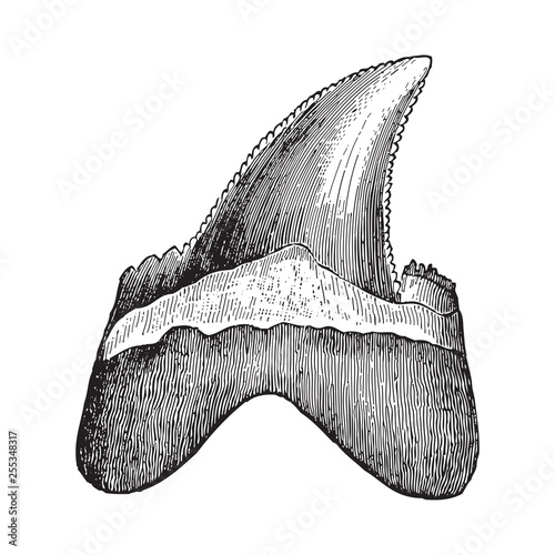 Shark tooth - Carcharodon heterodon (Tertiary period) / Vintage illustration from Meyers Konversations-Lexikon 1897