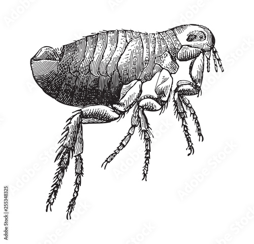 Human flea (Pulex irritans) / vintage illustration from Meyers Konversations-Lexikon 1897 photo