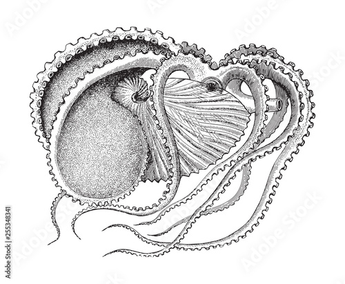 Octopus (Argonauta argo) female / vintage illustration from Meyers Konversations-Lexikon 1897