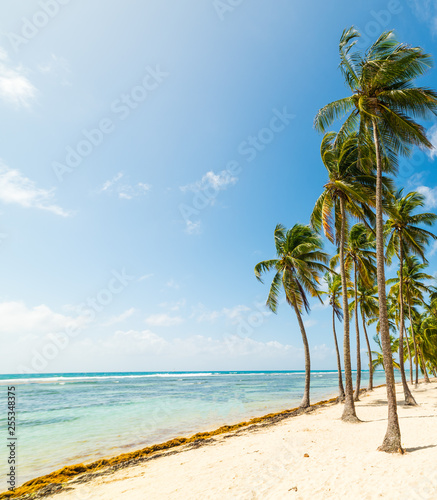 Coconut palm trees and white sand in La Caravelle beach photo