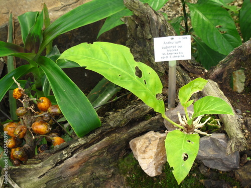 Anthurium Cubense ina  greenhouse photo