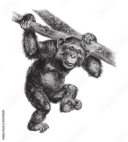 Billede på lærred Common chimpanzee (Pan troglodytes) / vintage illustration from Brockhaus Konver