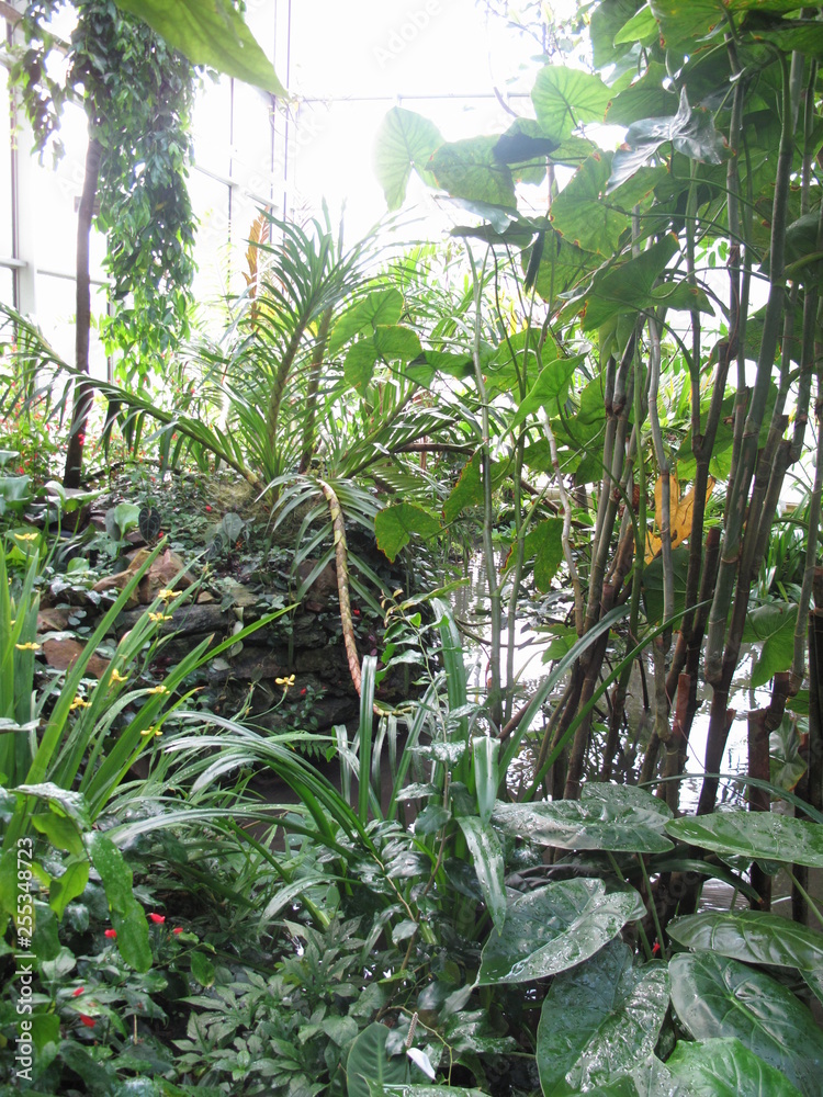 Obraz premium tropical plants