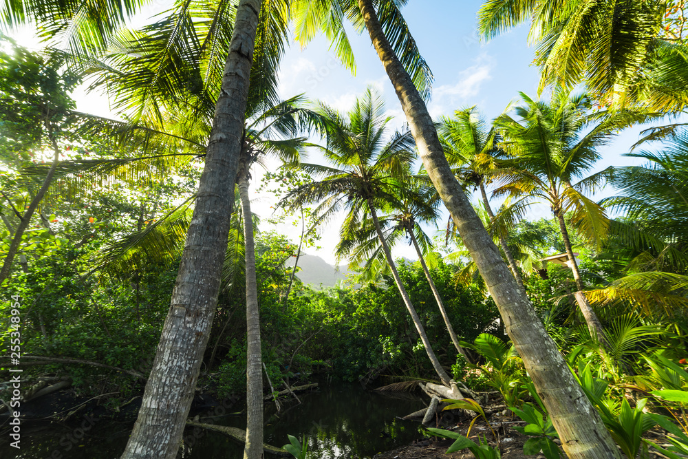 Palm trees in Grande Anse shore in Guadeloupe Palm trees in Grande Anse shore in Guadeloupe