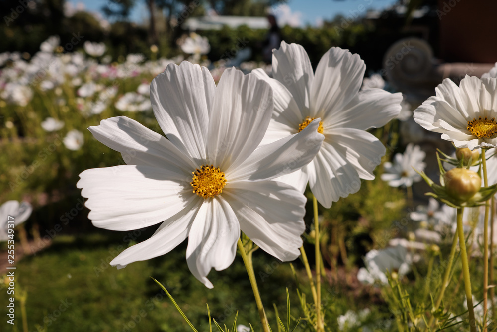 Cosmea, or Cosmos (lat. Cósmos) is a genus of annual and perennial herbaceous plants of the Aster family, or Compositae (Asteraceae). Cosmea, or Cosmos (lat. Cósmos) is a genus of annual and perennial herbaceous plants of the Aster family, or Compositae (Asteraceae).