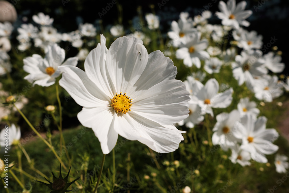 Cosmea, or Cosmos (lat. Cósmos) is a genus of annual and perennial herbaceous plants of the Aster family, or Compositae (Asteraceae). Cosmea, or Cosmos (lat. Cósmos) is a genus of annual and perennial herbaceous plants of the Aster family, or Compositae (Asteraceae).