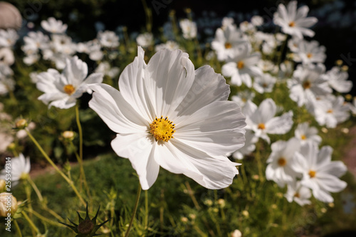 Cosmea, or Cosmos (lat. Cósmos) is a genus of annual and perennial herbaceous plants of the Aster family, or Compositae (Asteraceae).