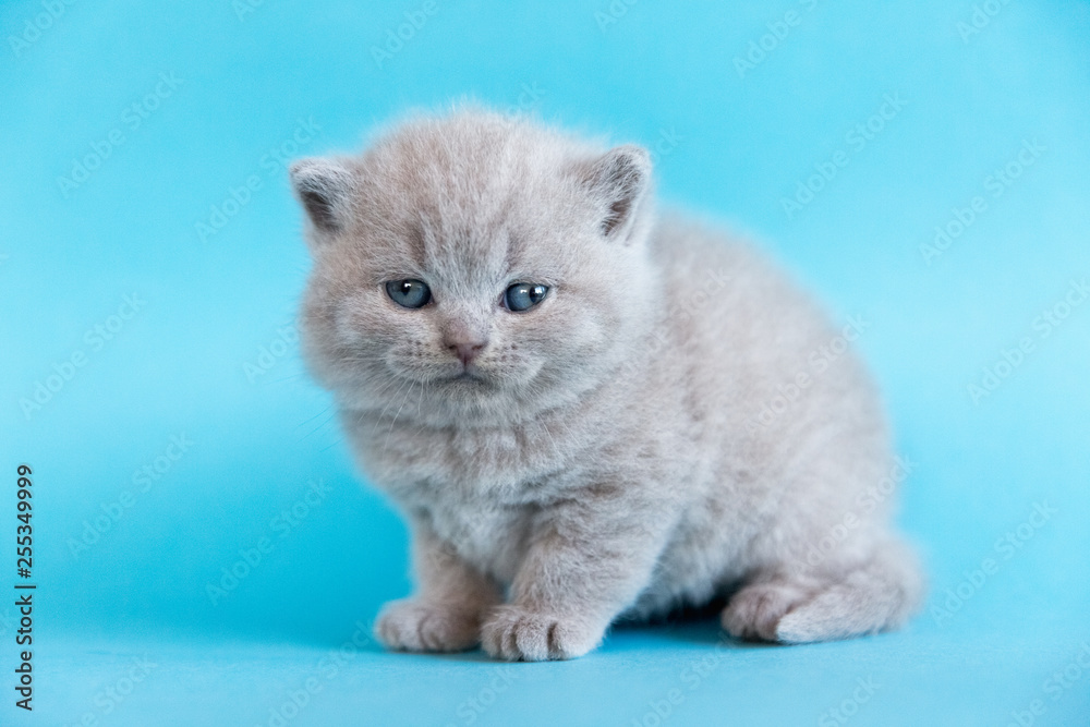 Ein britisches Kätzchen auf blauem Hintergrund