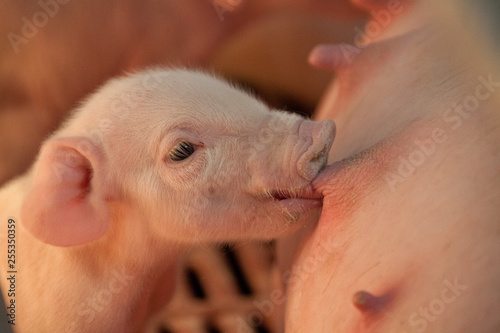 Tela Close up of very cute drinking new born piglet