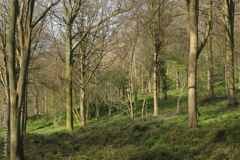 Fototapeta premium Plantation régénération hêtre-2