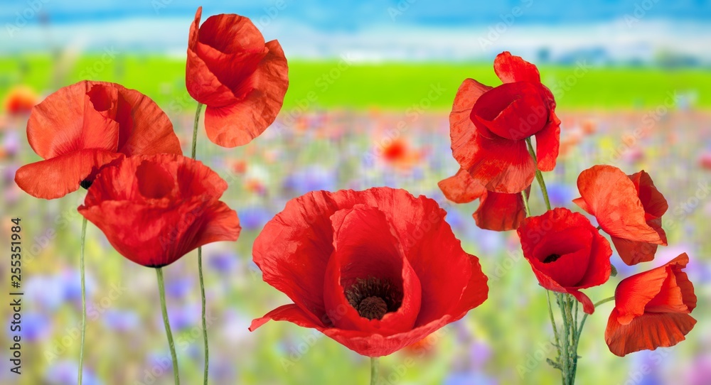 Obraz premium Poppy.